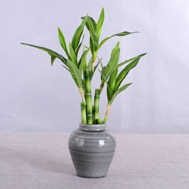 New 40cm rFtificial Lucky Bamb - Aquarium Fish To Buy review and price