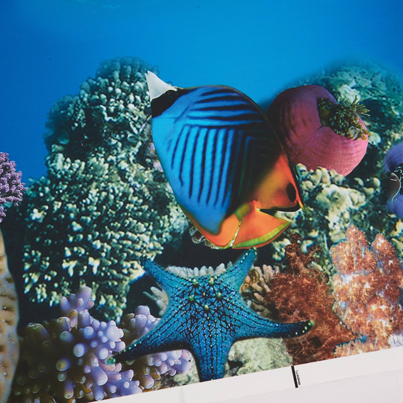 A77I Aquarium Background Paper - Fish In Aquarium Picture review and price