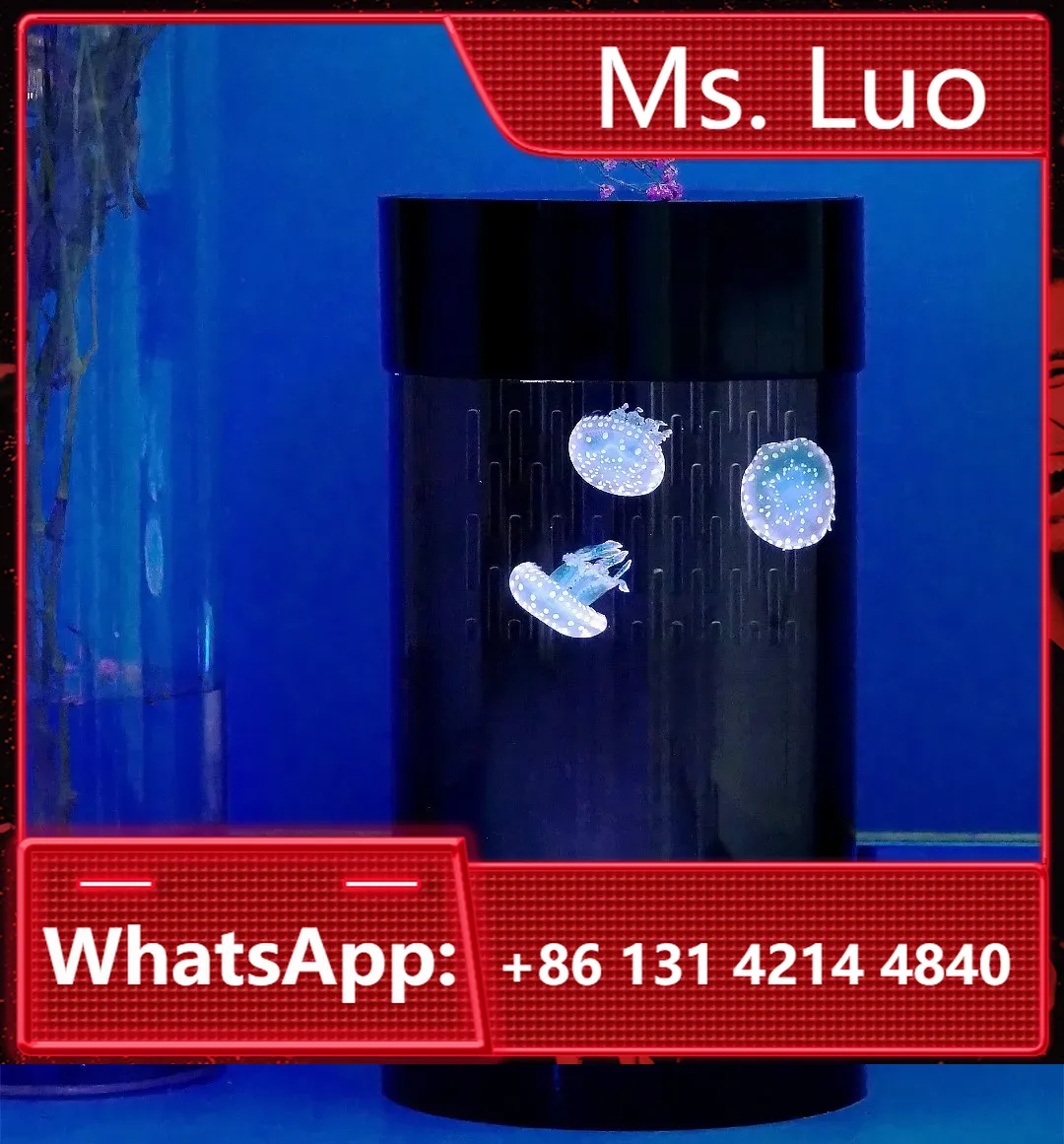 Best Amazon Sales Jellyfish Ta - Aquarium Fish In Amazon review and price