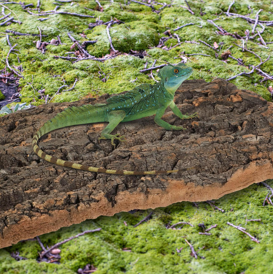 1pc Cork Bark Reptile Climbing - Aquarium Fish Dragon review and price