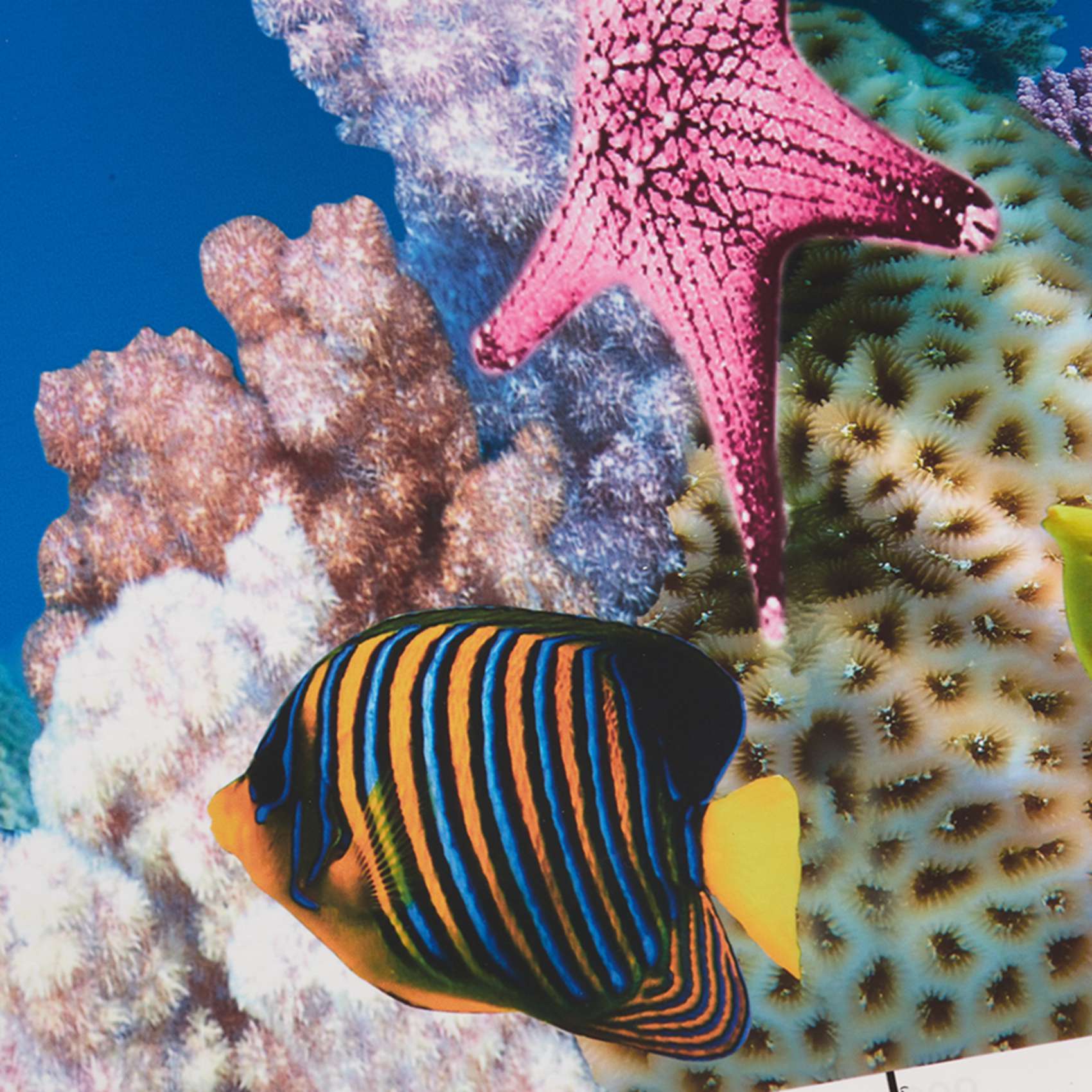 BAAU Aquarium Background Paper - Fish In Aquarium Picture review and price