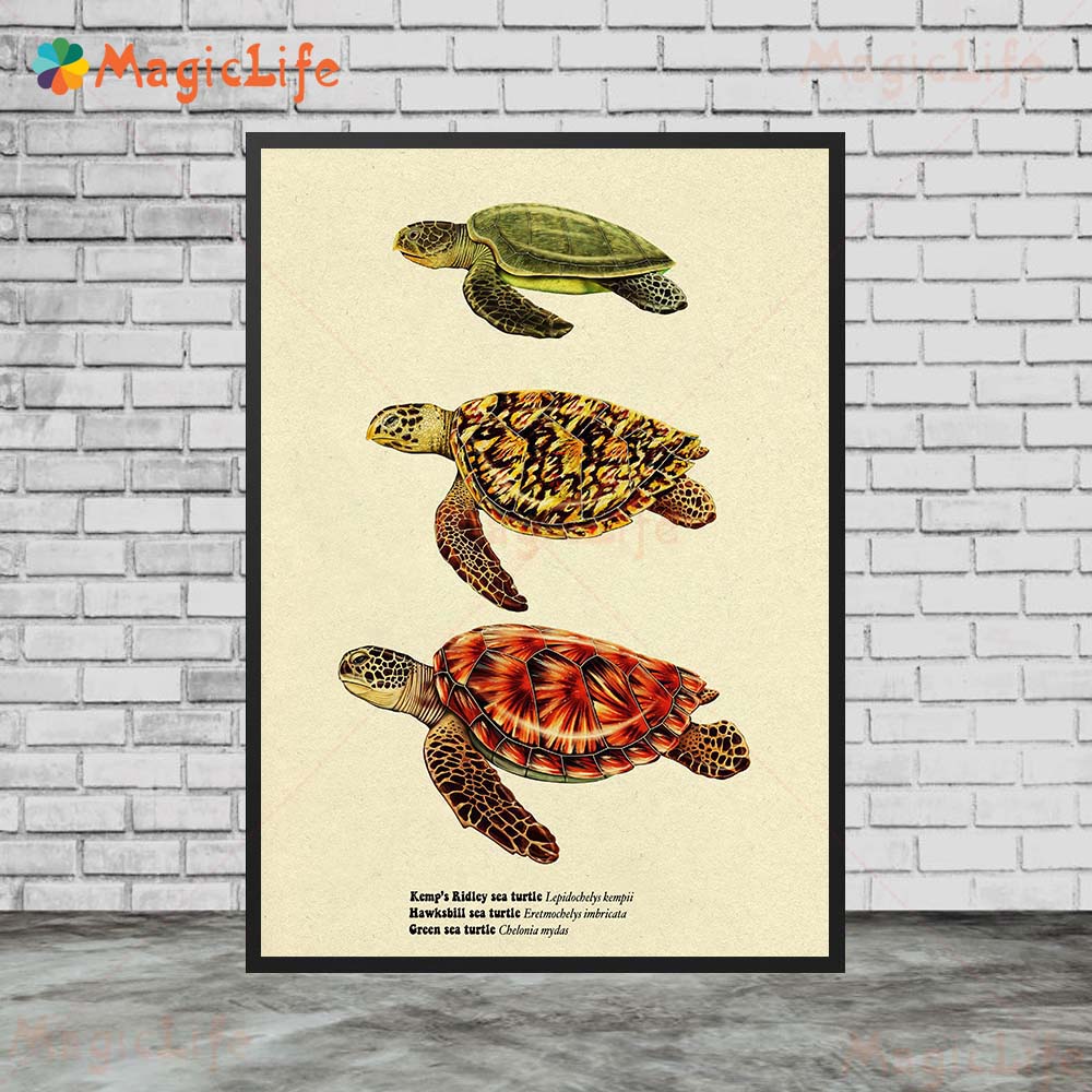 Vintage Sea Fish Tortoise Shar - Fish In Aquarium Picture review and price