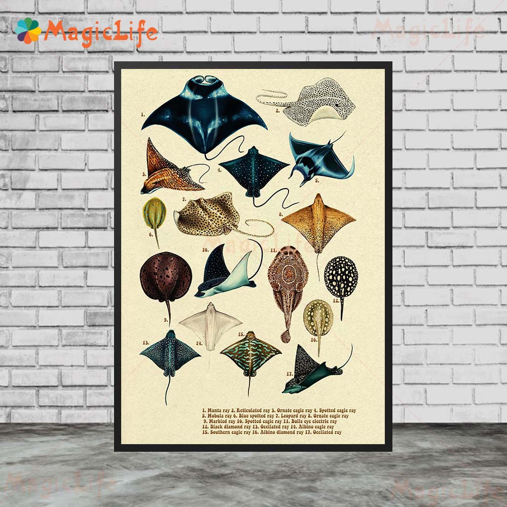 Vintage Sea Fish Tortoise Shar - Fish In Aquarium Picture review and price