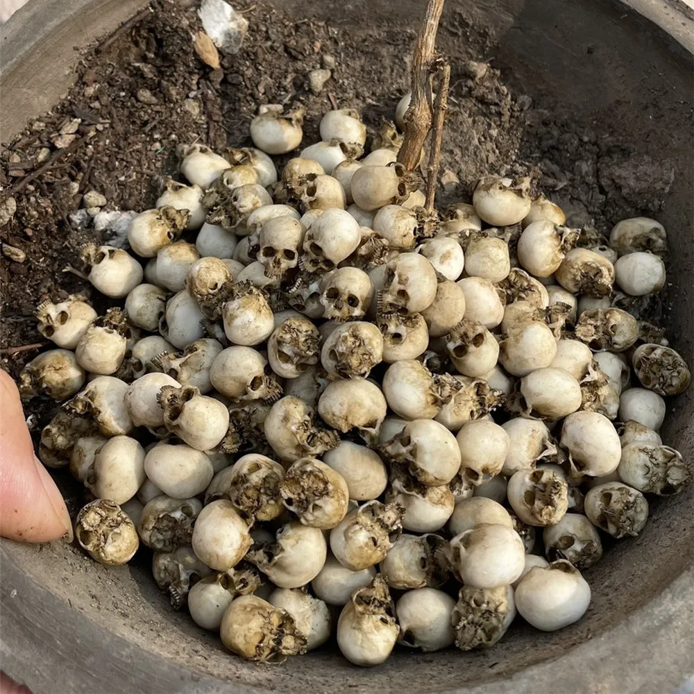 Mini Skull High Quality Miniat - Aquarium Fish To Buy review and price