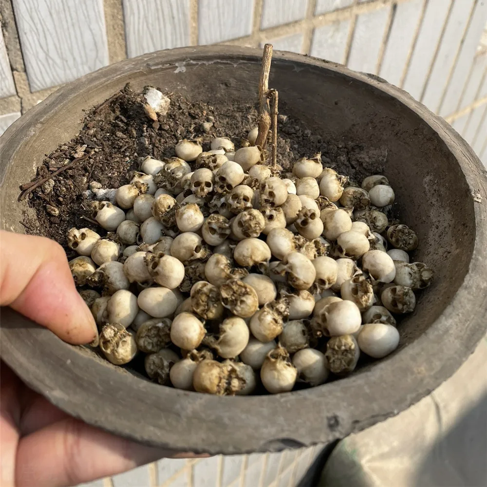 Mini Skull High Quality Miniat - Aquarium Fish To Buy review and price