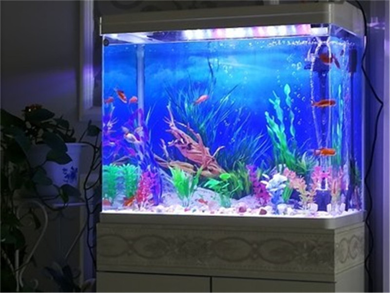 30CM 40CM High Glossy Double S - Fish In Aquarium Picture review and price